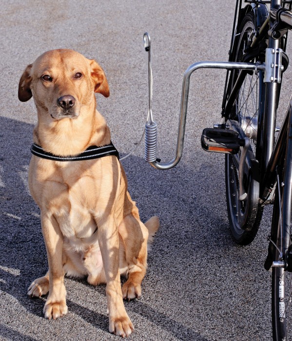 Cykelfäste till hund
